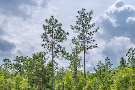 Aerials of Land for Sale in Interlachen FL Veuwr Aerials 8 of 41 scaled Aerials of Land for Sale in Interlachen FL Veuwr Aerials 8 of 41 scaled