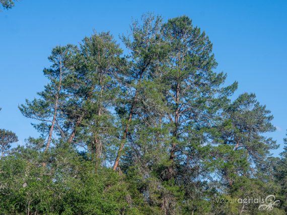 Aerials of Land for Sale in Marion County FL Veuwr Aerials 1 of 5 scaled Aerials of Land for Sale in Marion County FL Veuwr Aerials 1 of 5 scaled