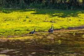 Conservation Land in Levy County FL (11 of 52)