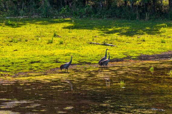 Conservation Land in Levy County FL (11 of 52)