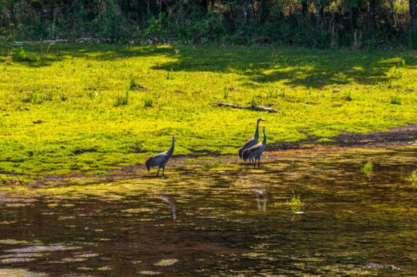 Conservation Land in Levy County FL (11 of 52)