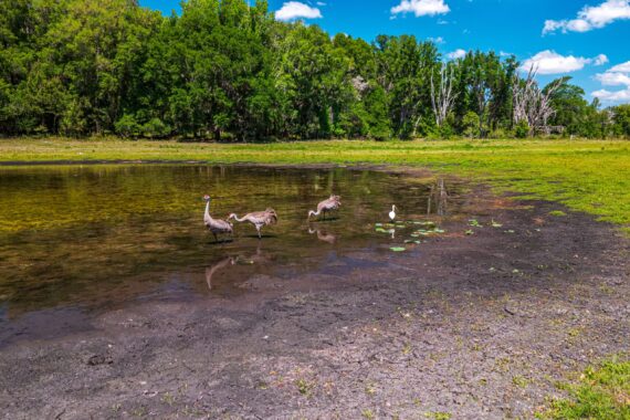 Conservation Land in Levy County FL (24 of 52)