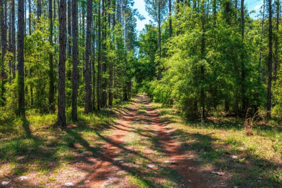 Conservation Land in Levy County FL (36 of 52)