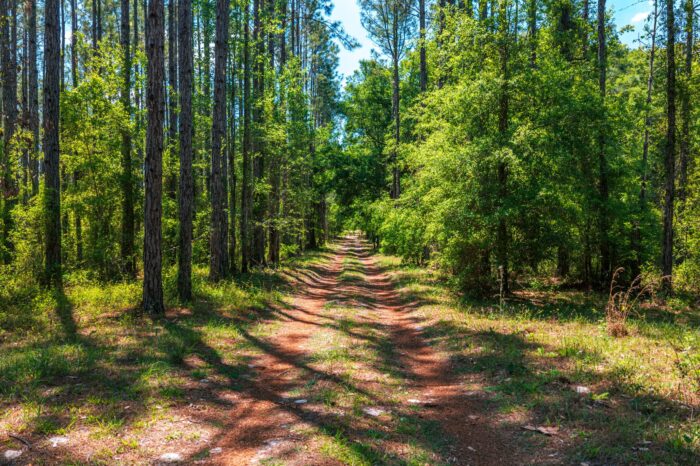 Conservation Land in Levy County FL (36 of 52)
