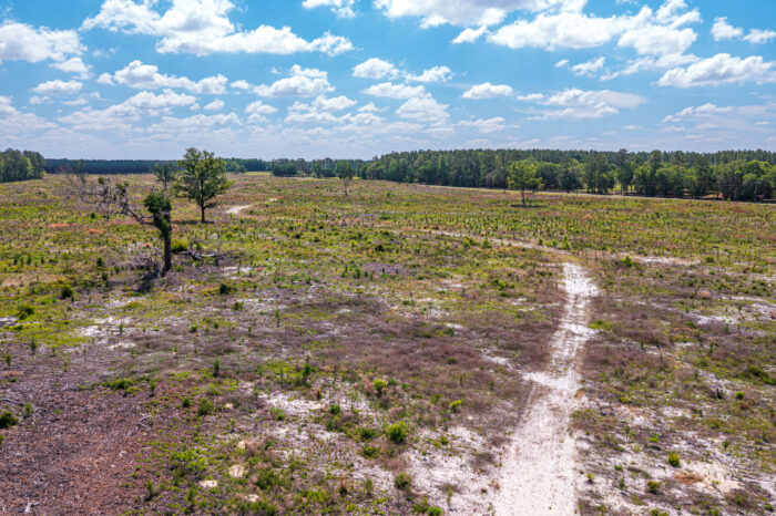 Conservation Land in Levy County FL (4 of 52)
