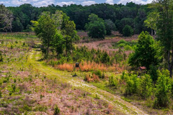 Conservation Land in Levy County FL (8 of 52)