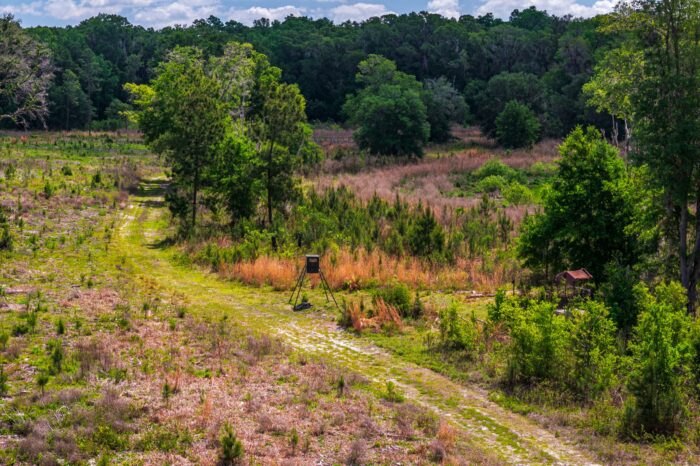 Conservation Land in Levy County FL (8 of 52)