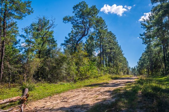 Land in Williston Highlands FL (21 of 103) Land in Williston Highlands FL (21 of 103)
