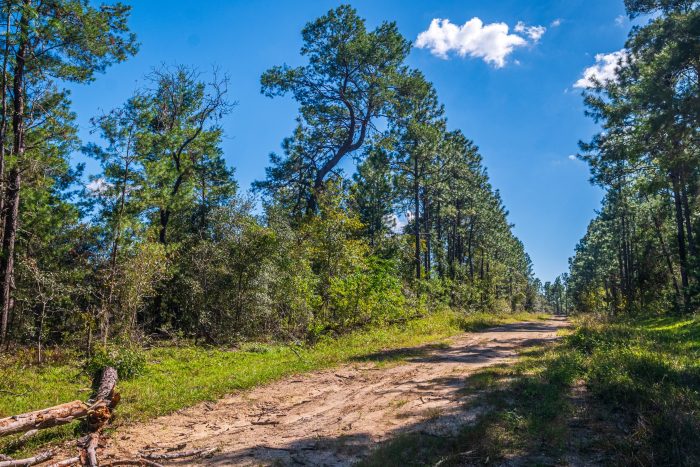 Land in Williston Highlands FL (21 of 103)