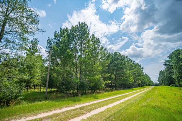 Pictures of Land in Madison FL1